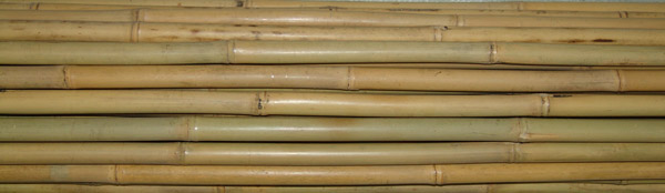 River Bamboo